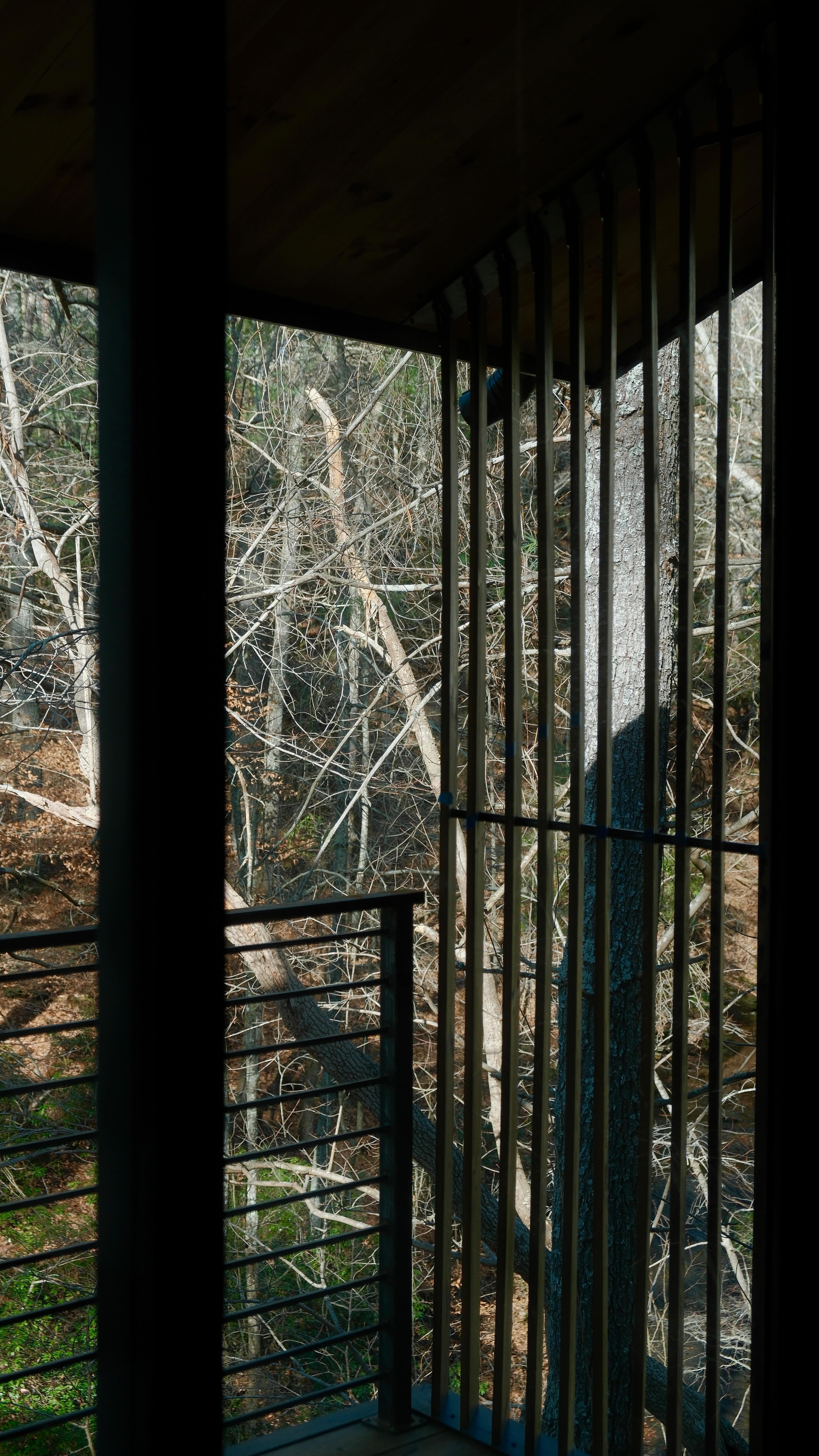 Forest Dining
