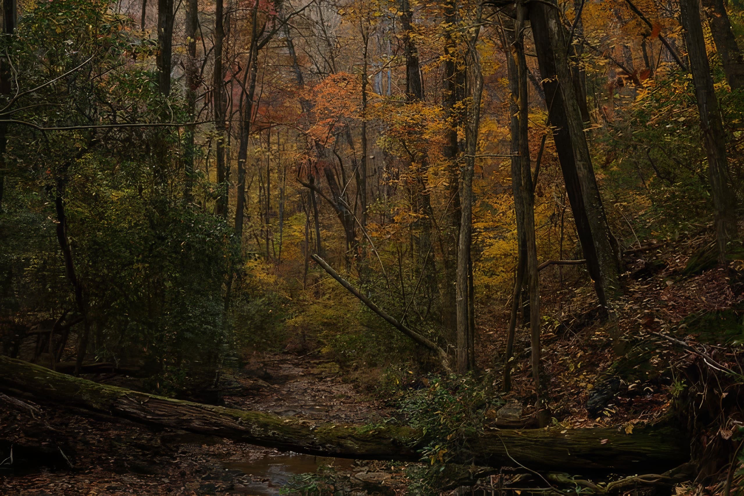 Fall forest trail at Cypress Resort in the North Georgia mountains